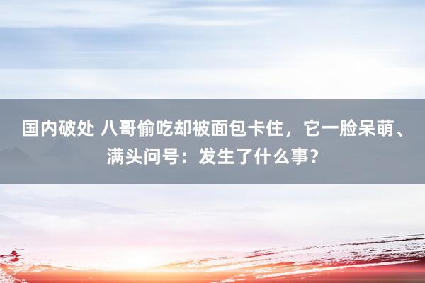 国内破处 八哥偷吃却被面包卡住，它一脸呆萌、满头问号：发生了什么事？